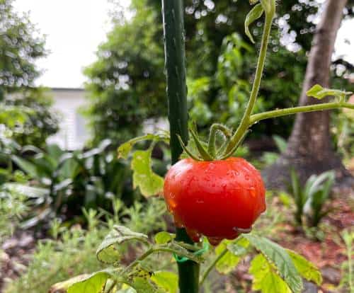Home Garden - Tomato